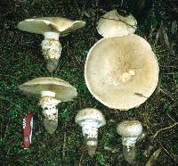 Cortinarius australiensis image