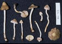 Inocybe diversa image