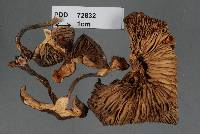 Entoloma fabulosum image