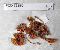 Entoloma aromaticellum image