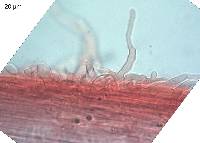 Mycena leptocephala image