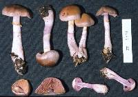 Cortinarius dysodes image