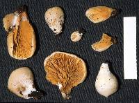 Crepidotus praecipuus image