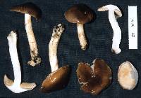 Cortinarius picoides image
