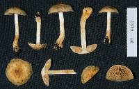 Cortinarius incensus image