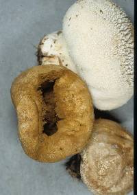 Lycoperdon pratense image