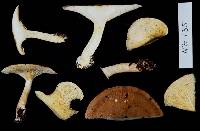 Clitocybe eucalyptorum image