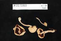 Tubaria similis image