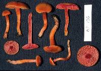 Hygrocybe rubrocarnosa image