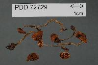 Inocybe scobifera image