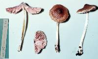 Entoloma translucidum image