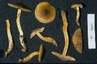 Cortinarius viscoviridis image