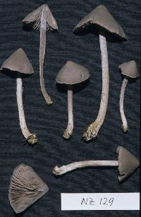 Entoloma canoconicum image