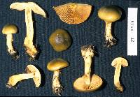 Dermocybe alienata image