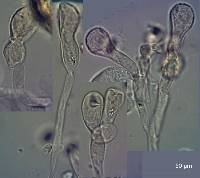 Tricholomopsis ornaticeps image