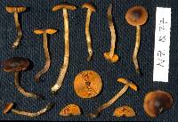 Dermocybe largofulgens image