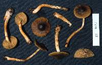 Cortinarius ignellus image