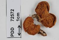 Crepidotus trulliformis image