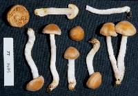 Cortinarius peraureus image