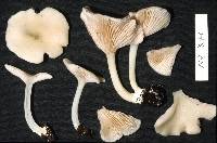 Entoloma peralbidum image