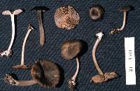 Entoloma asprelloides image