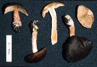 Cortinarius eutactus image