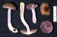 Cortinarius bellus image