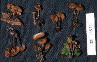 Psilocybe novae-zelandiae image