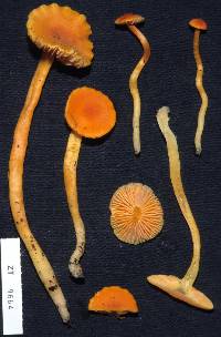 Hygrocybe procera image