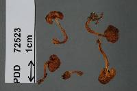 Inocybe brunneolutea image