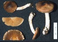 Cortinarius picoides image