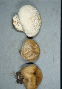 Lycoperdon pratense image