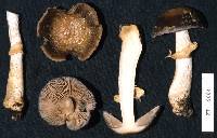 Cortinarius meleagris image