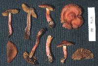 Cortinarius cardinalis image