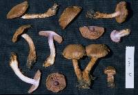 Cortinarius cupreonatus image