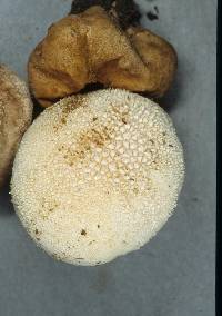 Lycoperdon pratense image