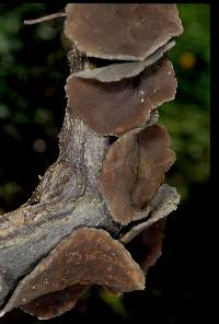 Plectania campylospora image