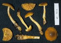 Cortinarius chrysma image