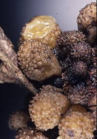 Cyttaria nigra image