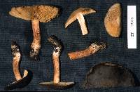 Cortinarius eutactus image