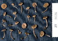 Inocybe gracilior image