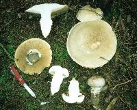 Cortinarius australiensis image