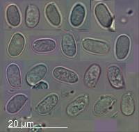 Tricholomopsis ornaticeps image