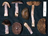 Cortinarius gymnocephalus image