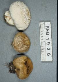 Lycoperdon pratense image