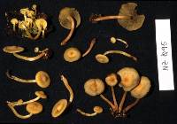 Hypholoma acutum image