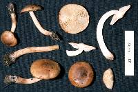 Tricholoma elegans image