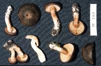 Cortinarius eutactus image