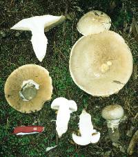 Cortinarius australiensis image