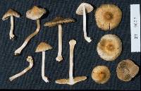 Inocybe luteobulbosa var. luteobulbosa image